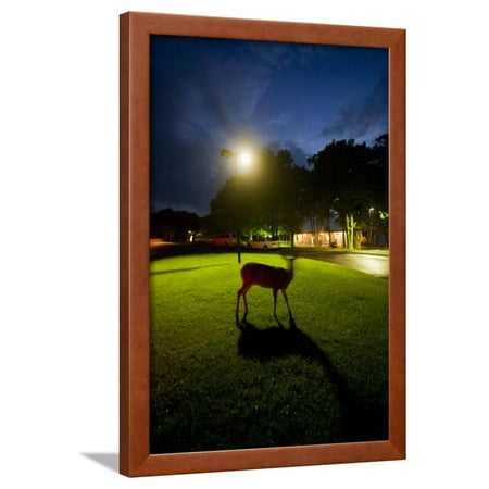 White-Taiiled Deer, Skyline Drive, Shenandoah National Park, Virginia Framed Print Wall Art By Paul