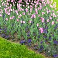 thumbnail image 4 of Sweet Showgirl Tulips, 10 Bulbs - Pink and White Flowers - Attracts Bees & Butterflies - Spring Blooming, Easy to Grow & Maintain, 4 of 7