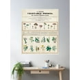 thumbnail image 2 of Poisonous Mushrooms: Irritating Poisons (1840–1850) (Botanical Drawing) Poster Wall Art, Modern Wall Decor For Living Room Bedroom, 8x12 UNFRAMED, 2 of 3