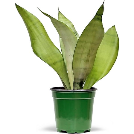 Live Snake Plant, Sansevieria Moonshine, Get Well Gift, Plant Lover Gift, Housewarming Gift, Gift for The First Home, Fully Rooted Houseplant, Office Gift, Grandma Gift in 4" Pot