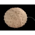 thumbnail image 6 of Zeckos Large White Sea Urchin Coastal Accent Lamp 16 inch Diameter, 6 of 7