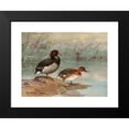thumbnail image 2 of Allan Brooks 24x18 Black Modern Framed Museum Art Print Titled - Rosy-Billed Duck (1922-1926), 2 of 5