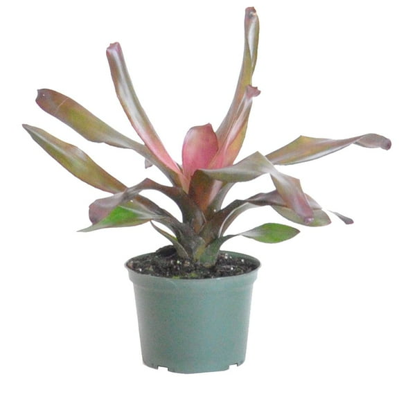 United Nursery Live Bromeliad Andre Plant 12-14 Inches Tall in 6 Inch Grower Pot