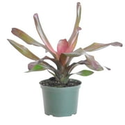 United Nursery Live Bromeliad Andre Plant 12-14 Inches Tall in 6 Inch Grower Pot