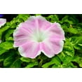 thumbnail image 6 of 50 Mixed JAPANESE MORNING GLORY Ipomoea Nil Flower Vine Color Mix Bicolor Tricolor Blue Red White Pink Purple Violet Seeds, 6 of 11
