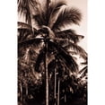 thumbnail image 3 of Blue, Cyril 13x18 Black Modern Framed Museum Art Print Titled - Coconut Palm, Bali, 3 of 5