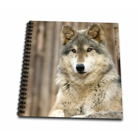 Folsom Zoo Christmas 3dRose Gray Wolf, Folsom City Zoo, California - US05 TAU0105 - Tananarive Aubert - Memory Book, 12 by 12-inch ()