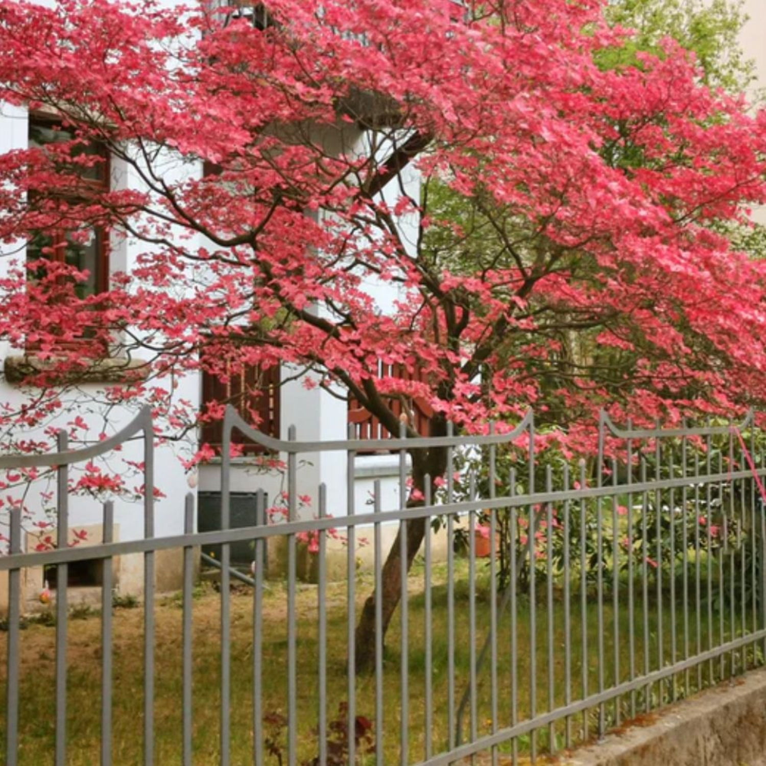 Expert Gardener 2-3 ft tall Cherokee Chief Dogwood Live Tree in 5-Gallon Grower Pot
