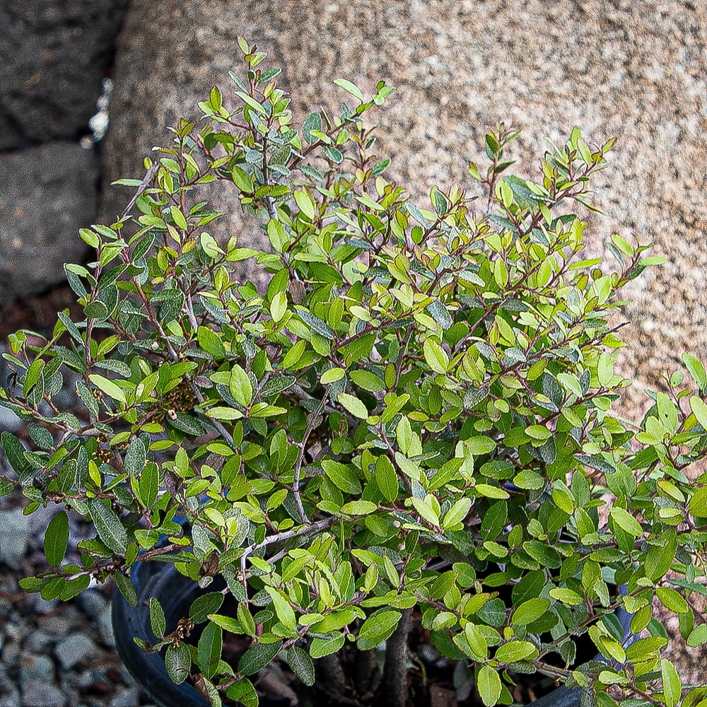 Expert Gardener Stoke's Dwarf Yaupon Holly Outdoor Shrubs, Part Shade Garden Plants, 2.5 Qt. Pot, Part Sun