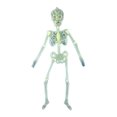 thumbnail image 1 of Bearachild Modelo de esqueleto de Halloween, esculturas artísticas modernas para festivales, estatua brillante de miedo para exteriores, suministros para Kits de decoración para fiestas 32cm/12g Bearachild HA067817-01, 1 of 1