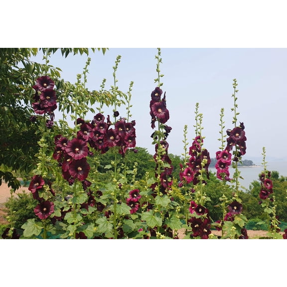 25 BURGUNDY RED HOLLYHOCK Alcea Rosea Flower Seeds Perennial