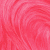 Bubblegum Rose