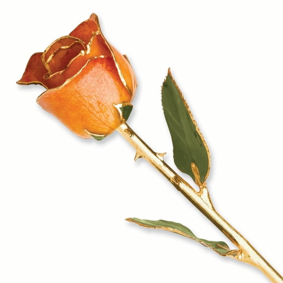24k Gold Plated Trim Orange Rose