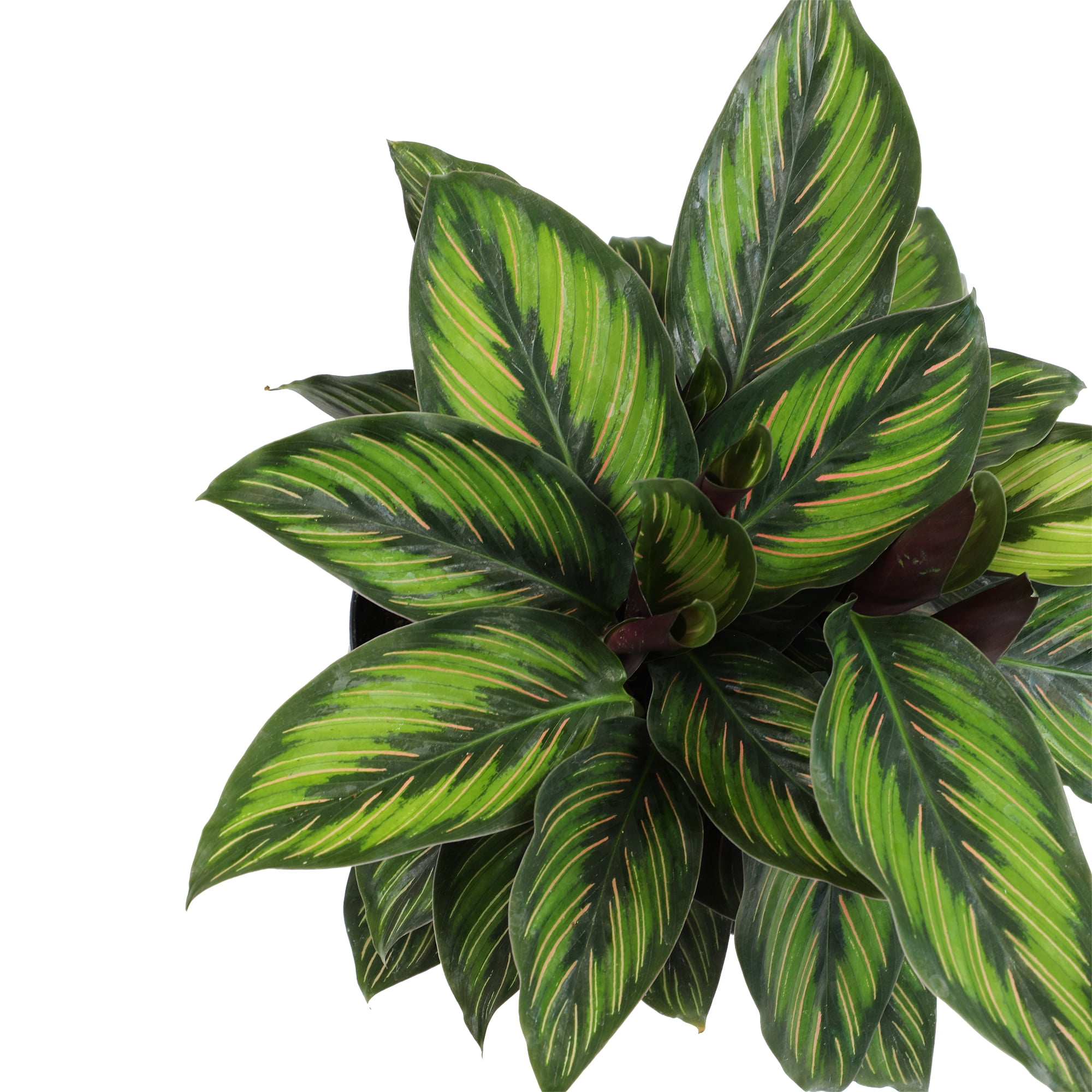 Element Calathea Ornata Live Plant in 6" White Decor Pot (Approx 15" Tall) Prayer Plant