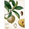 thumbnail image 3 of Turpin 11x14 Black Modern Framed Museum Art Print Titled - Turpin Tropical Fruit I, 3 of 5