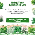 thumbnail image 3 of Epic Gardening Organic Herb Garden Seed Bundle, 5 Non-GMO Varieties for Cooking & Seasoning, Includes Basil, Cilantro, Dill, Chives & Parsley, Non-GMO Seeds, 3 of 6