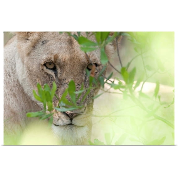 Great BIG Canvas | Rolled Keith Levit Poster Print entitled Lioness, Kenya, Africa