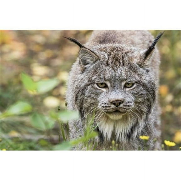 Canadian Lynx Canadensis Walking Through The Underbrush - Yukon Canada Poster Print by Robert Postma - 19 x 12