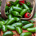 thumbnail image 5 of Jalapeno Plants Live for Planting, Hot Pepper Plants, Green Jalapeno Pepper Plants for Outdoor Garden 3 to 5 Inc Tall in 4" Pot, 5 of 6