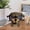 H,H, variant on Lingouzi Animal Glasses Holder, Office Desk Decoration, Support For Sunglasses, Home Accessories