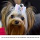 thumbnail image 4 of Polyester Hair Bows Cat Hair Bows, Pet Hair Bows, Multiple Colors Cats Dog Puppy For Small Dog ANGGREK BACW07, 4 of 8