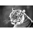 thumbnail image 3 of Jaynes, William D. 24x17 Black Modern Framed Museum Art Print Titled - Jungle Cat, 3 of 5