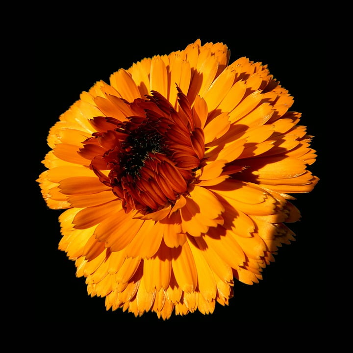 Black Background Orange Flower Flower Orange12 Inch BY 18