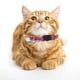 thumbnail image 5 of Collar para gatos con lentejuelas y cascabel, tejido brillante, metal, transpirable, no se decolora, ajustable de 19 a 32 cm, para gatos y perros pequeños, antiextravío, 5 of 8