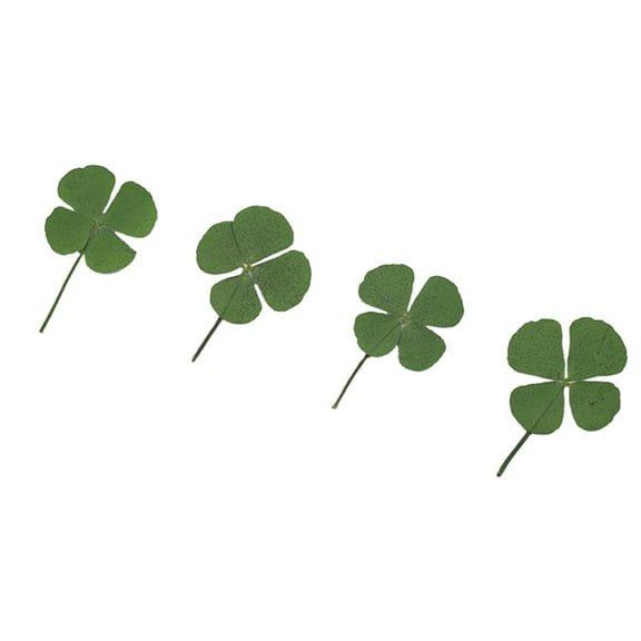 Clispeed 12Pcs Well Crafted Four Leaf Clover Dried Clover for DIY Jewelry and Handmade Decorations Green