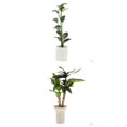 thumbnail image 1 of 2-6pcs 1:12 Casa De Muñecas Miniaturas Plantas De árboles En Macetas Brasiletto Adorno 4pcs 4 piezas Sunnimix Plantas de miniaturas de casa de muñecas, 1 of 8