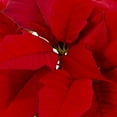 thumbnail image 4 of Holiday Time 1PT Red Poinsettia Live Annual Plant Sun 6-Pack, 4 of 9
