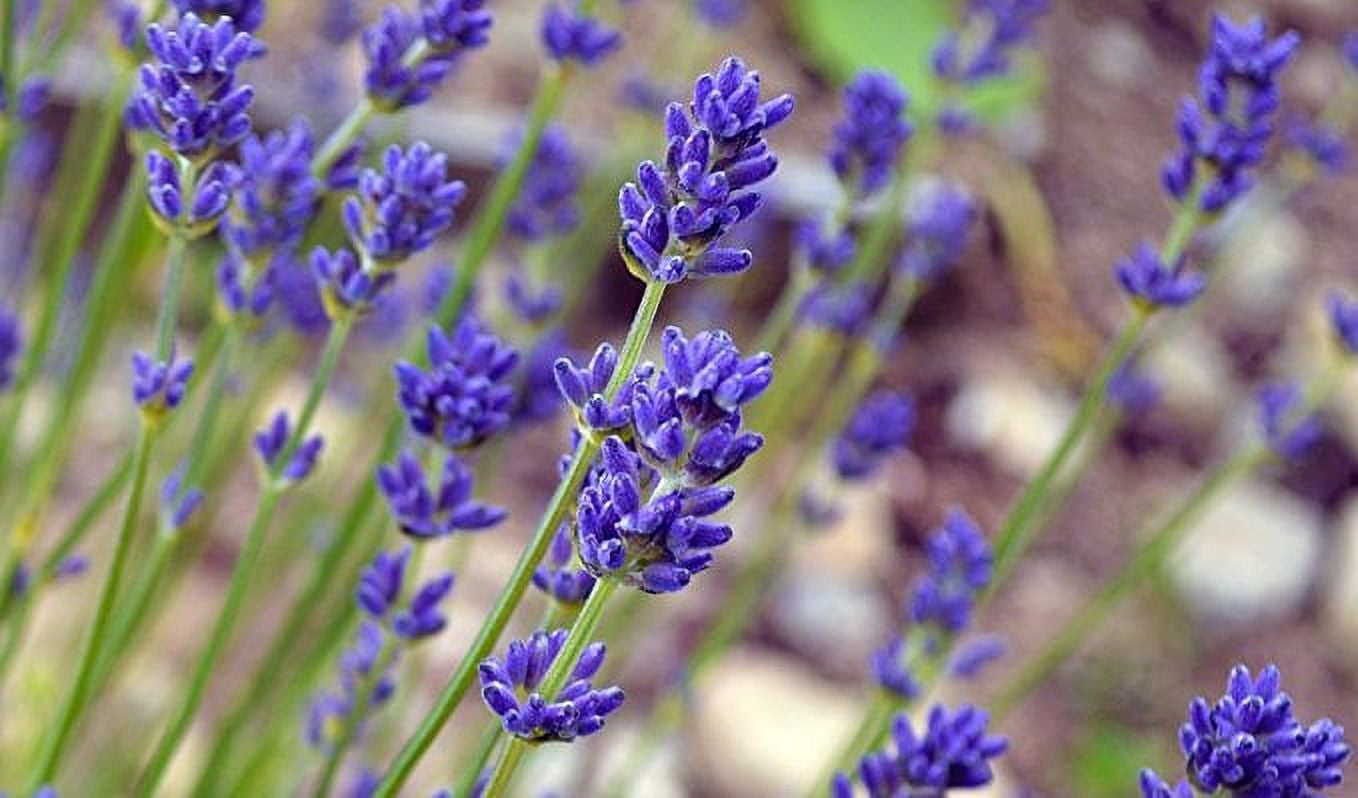 Lavender Plant, (Lavendula angustifolia) 2.5 inch pot - Walmart.com