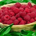 thumbnail image 3 of Direct Gardening Boyne Red Raspberry Bush Potted Fruit Bearing Starter Plant (1-Pack), 3 of 4