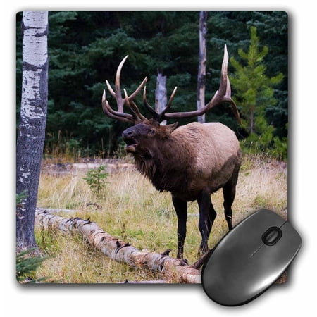 3dRose  Bull Elk Bugling  MousePad price history on PriceWatchPro
