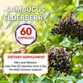 thumbnail image 4 of Black Elderberry Capsules with Echinacea, Turmeric, Garlic, Zinc, Vitamins C, E, B6, Probiotics and L-Glutamine (2-Pack), 4 of 7
