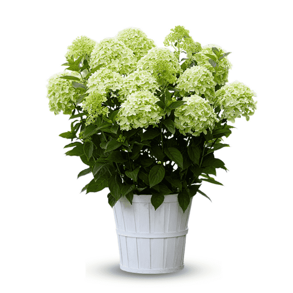Lime Hydrangea Plant, 3-5 inch Dormant Limelight Hydrangea Live Plants for Garden or Patio Planting