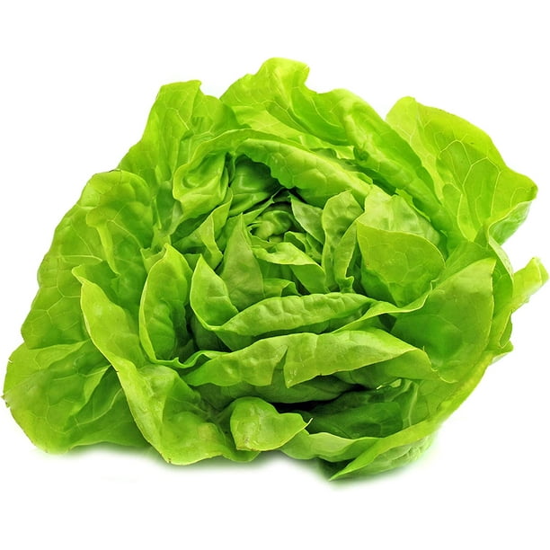 Buttercrunch Lettuce Seeds NonGMO 5 Grams, Approximately 2,850