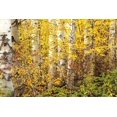 thumbnail image 2 of Pahl, Janel 32x23 White Modern Wood Framed Museum Art Print Titled - Hiding, 2 of 4