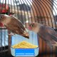 thumbnail image 4 of unbranded Bañera Compacta Para Pájaros Con Instalación Sencilla Y Borde Redondeado Azul, 4 of 6