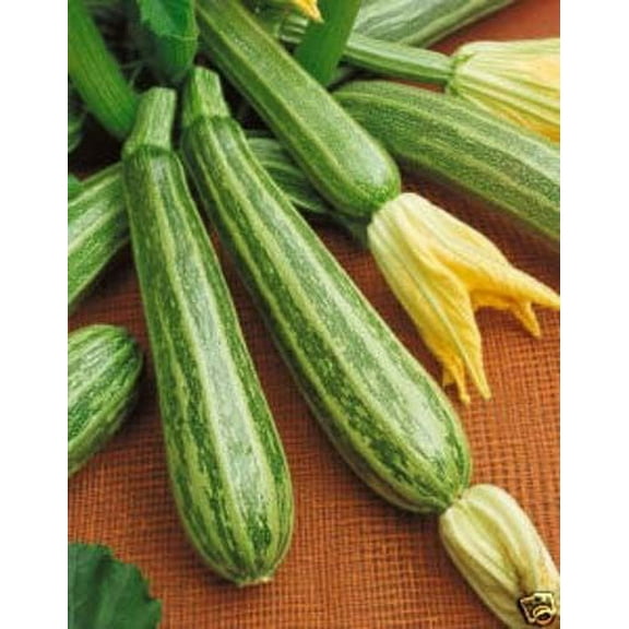 Squash Zucchini Italian Striped Garden Heirloom Vegetable BULK 500 Seeds