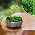 thumbnail image 5 of True Moss Sheet Verdsylv Preserved Natural Sheet Moss and Artificial Moss Clumps, Green Moss Pad for Potted Plants, Fairy Garden Crafts, Terrarium Decor, Floral Arrangements and Landscape Design, A, 5 of 8