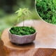 thumbnail image 5 of Musgo Artificial Para Plantas En Maceta, Musgo Verde, Decoración Del Hogar, Jardín De Hadas, Manualidades, Decoración De Bodas, Verde Fresco, 5 of 8