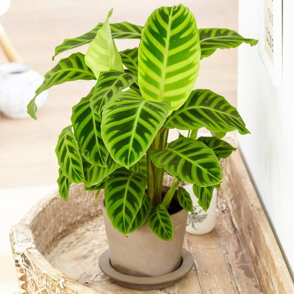 RedCrocus Zebra Plant Calathea zebrina Indoor Foliage Plant- Striking Patterned Leaves, Pet & Indoor Friendly, Container & Cut Foliage Use 6" Pot