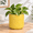 Butter Yellow, variant on Modern Ceramic Pots For 6.7" Nordic Planters Indoor