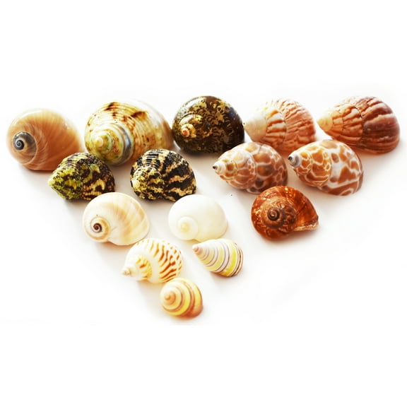 Select 15 Hermit Crab Shells Assorted Changing Seashells SMALL 3/4"-2" Size (opening size 3/8" - 1 1/4")