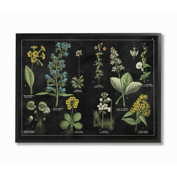 Stupell Industries Antique Wild Flower Chart Scientific Botanical Print Framed Wall Art Design by Wild Apple Portfolio, 24" x 30", Black Framed