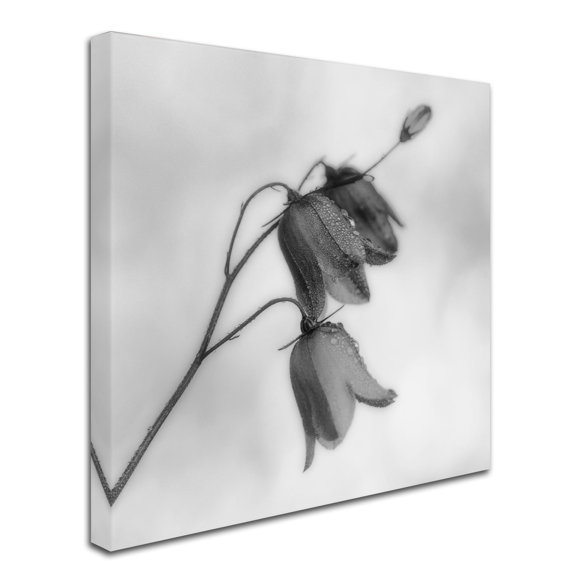 Bjorn Emanuelson 'Autumn Dew' Canvas Art