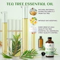 thumbnail image 3 of Aceite esencial EVOKE OCCU Tea Tree 100% puro 120 ml para hongos en las uñas de los pies, 3 of 8