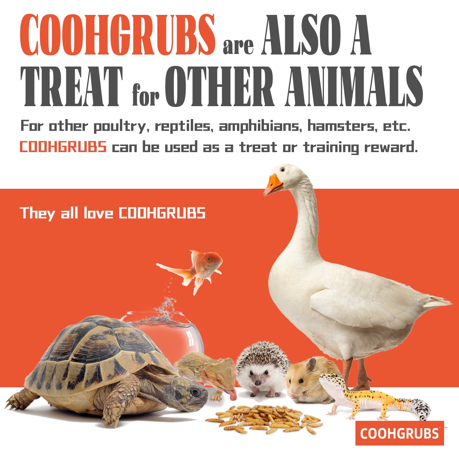 COOHGRUBS Dried Black Soldier Fly Larvae for Chickens, High-Calcium 85X More than Mealworms Bird Treat, 10-lb box