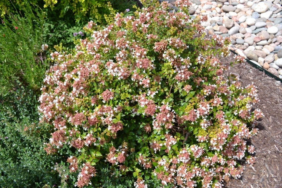Abelia Chinensis Rose Creek - 3 Live Plants - Flowering Deer Resistant Butterfly Attracting Shrub